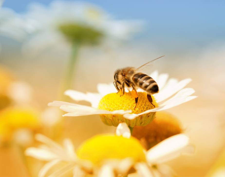 Abejas polinizadoras